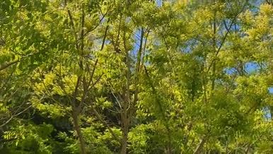 自然景观植物树木4K高清实拍视频素材视频的预览图